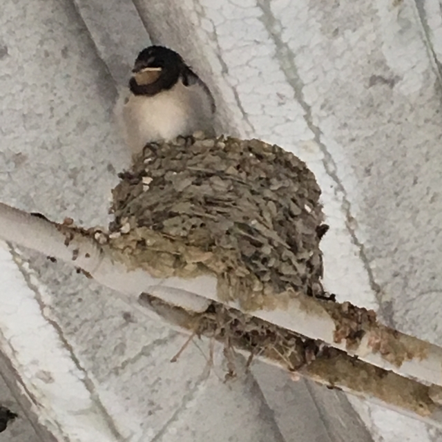 屋根の音 相談するタイミング 鳥の巣