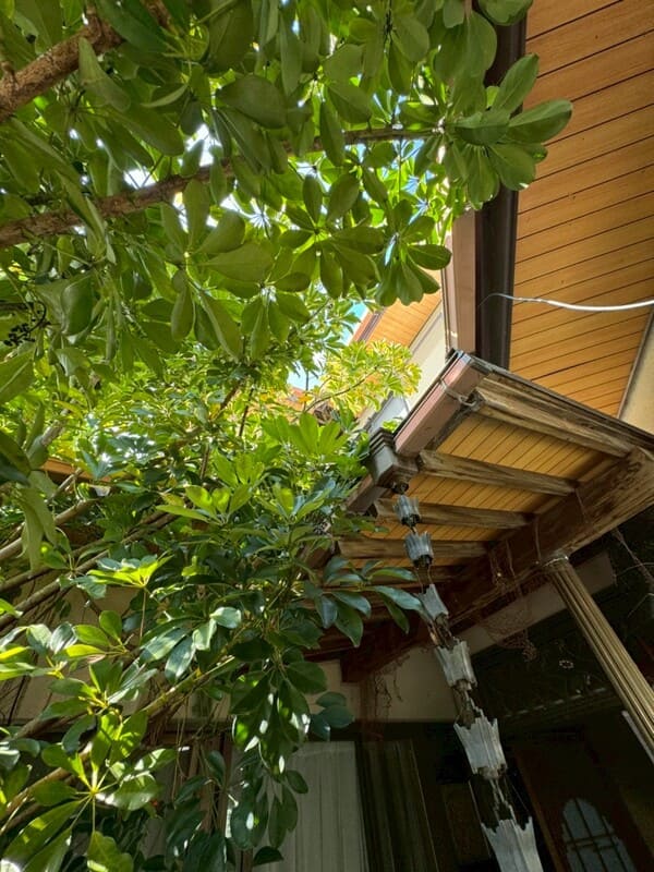 静岡県焼津市_軒天補修_伐採前