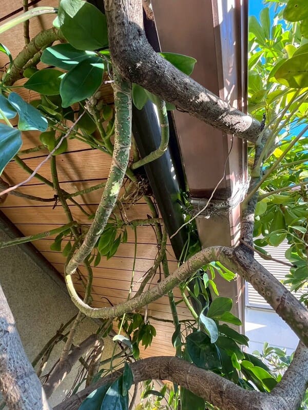 静岡県焼津市_軒天補修_伐採前